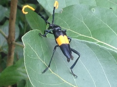 Pachyteria dimidiata