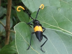 Pachyteria dimidiata