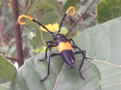 Pachyteria dimidiata