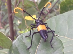 Pachyteria dimidiata