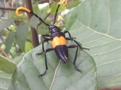 Pachyteria dimidiata