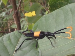 Pachyteria dimidiata