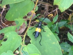 Pachyteria dimidiata