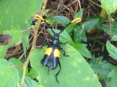 Pachyteria dimidiata