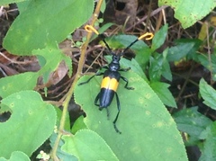 Pachyteria dimidiata