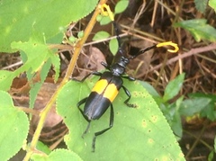 Pachyteria dimidiata