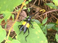 Pachyteria dimidiata