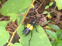 Pachyteria dimidiata