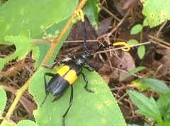 Pachyteria dimidiata