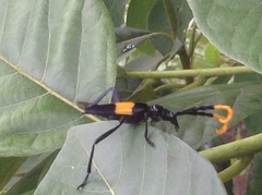 Pachyteria dimidiata