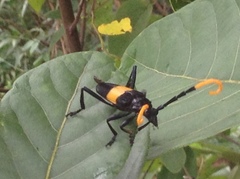 Pachyteria dimidiata