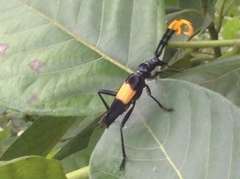 Pachyteria dimidiata