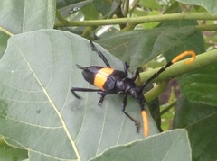 Pachyteria dimidiata