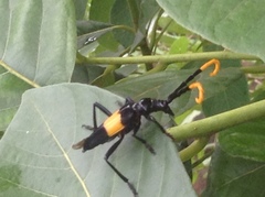 Pachyteria dimidiata