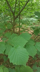 Corylus avellana