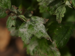 Podosphaera mors-uvae