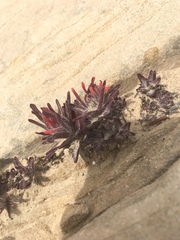 Castilleja scabrida scabrida