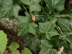 Hedera helix