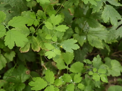 Chelidonium majus