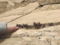 Castilleja scabrida scabrida