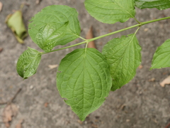 Cornus sanguinea