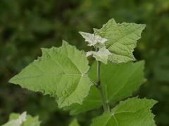 Populus alba
