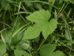 Humulus lupulus