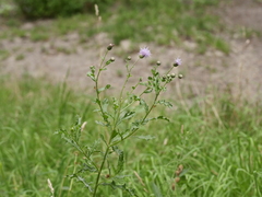 Cirsium arvense