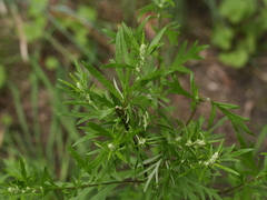 Artemisia vulgaris