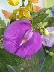 Centrosema brasilianum