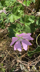 Malva thuringiaca