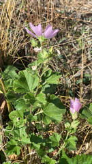 Malva thuringiaca