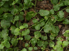 Lysimachia nummularia