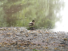 Anas platyrhynchos