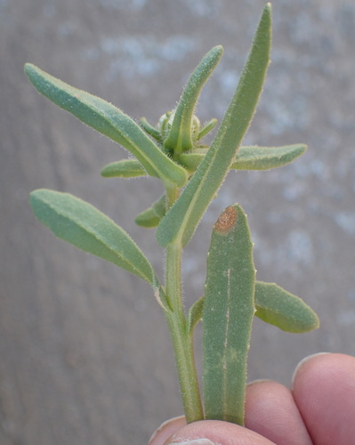 Image of Osteospermum hyoseroides by no rights reserved