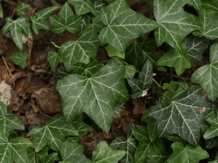Hedera helix