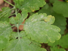 Erysiphe macleayae