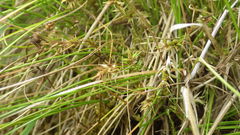 Carex kirkii elatior