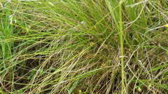 Carex kirkii elatior