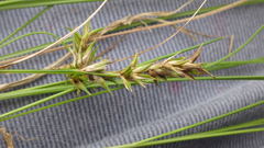 Carex kirkii elatior