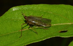 Lappidina