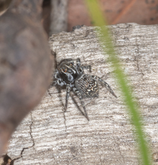 Saitis virgatus