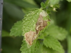 Amauromyza morionella