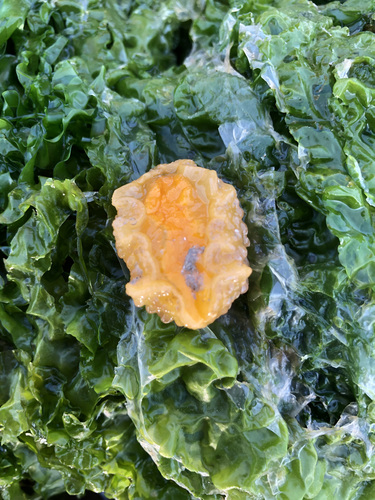 Warty Doris