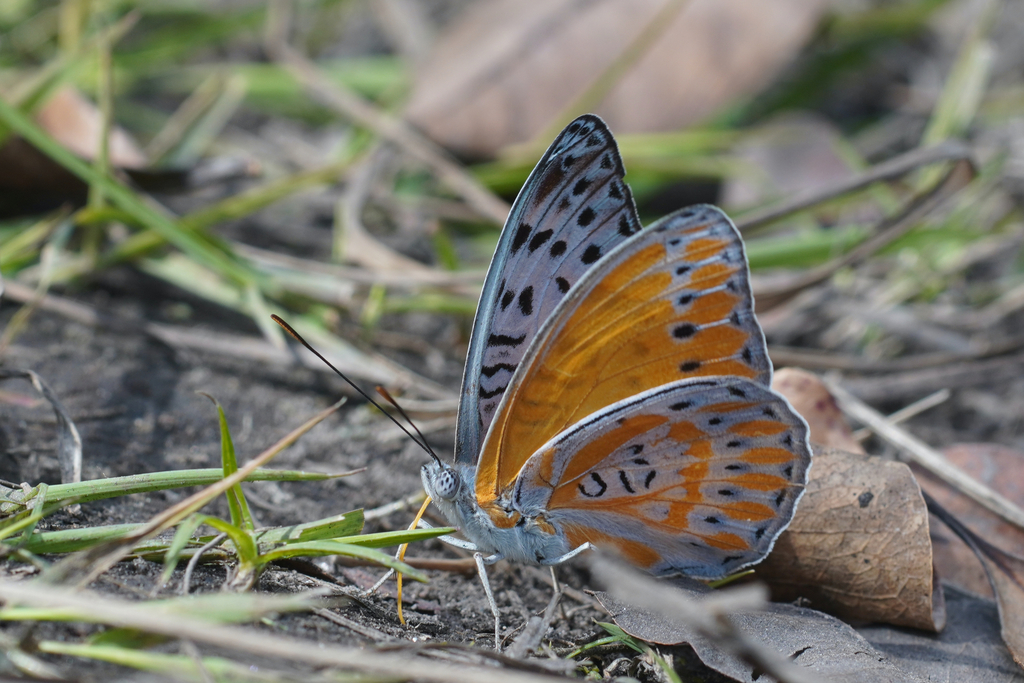 Speckled Lilac Nymph
