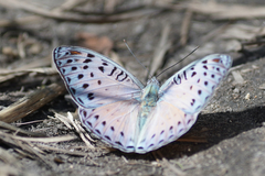 Euryphura concordia
