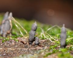 Xylaria castorea