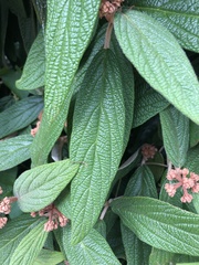 Viburnum rhytidophyllum