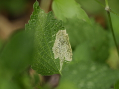 Amauromyza morionella