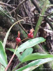 Cautleya gracilis